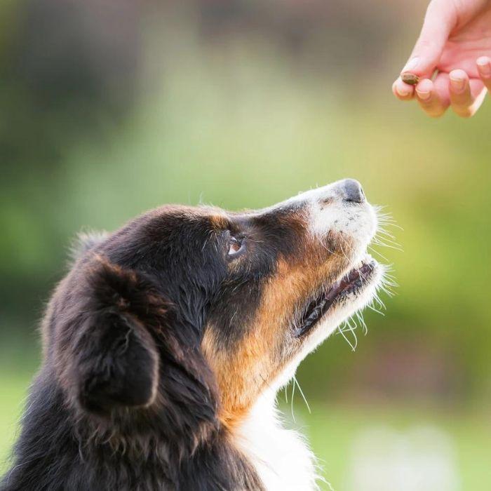 Puppy looking up at treat