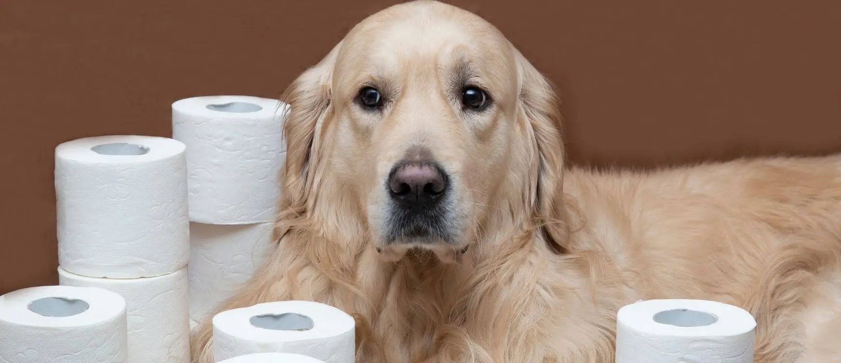 A golden retriever sits in front of a pile of toilet paper, symbolizing the theme of potty training.