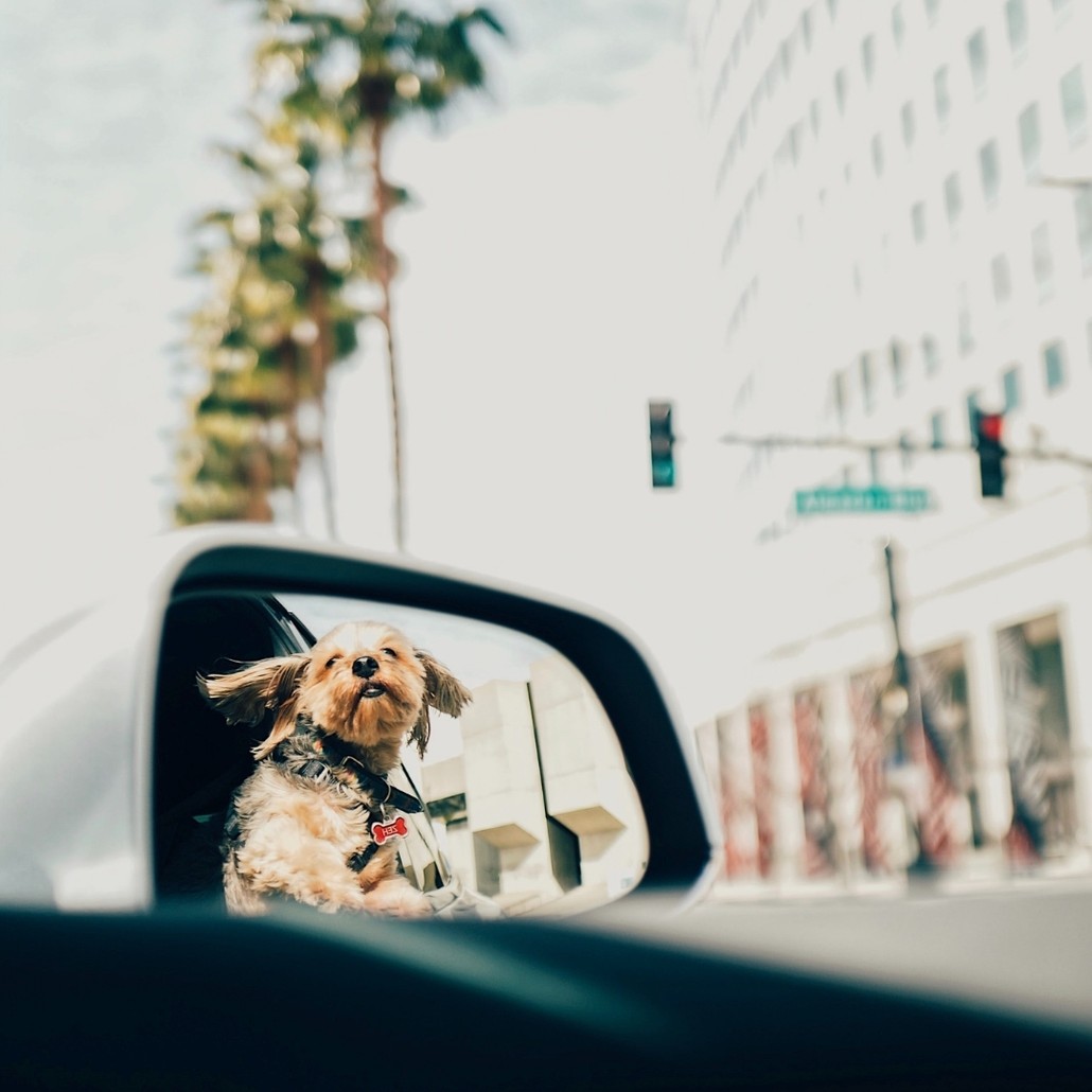 Dog's image reflected on a car sidemirror
