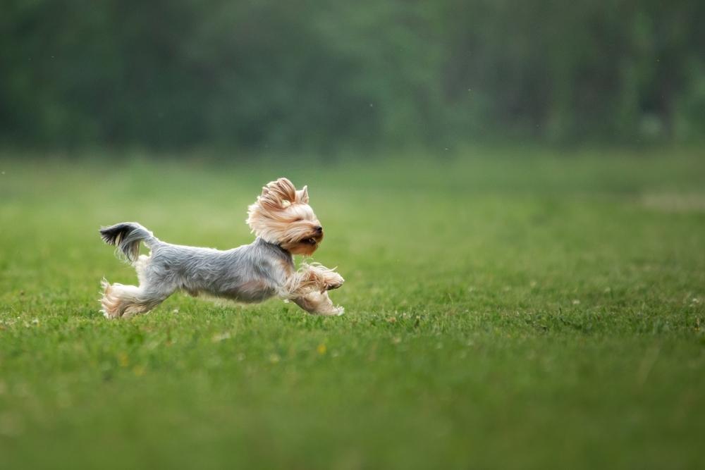 Energetic Yorkies