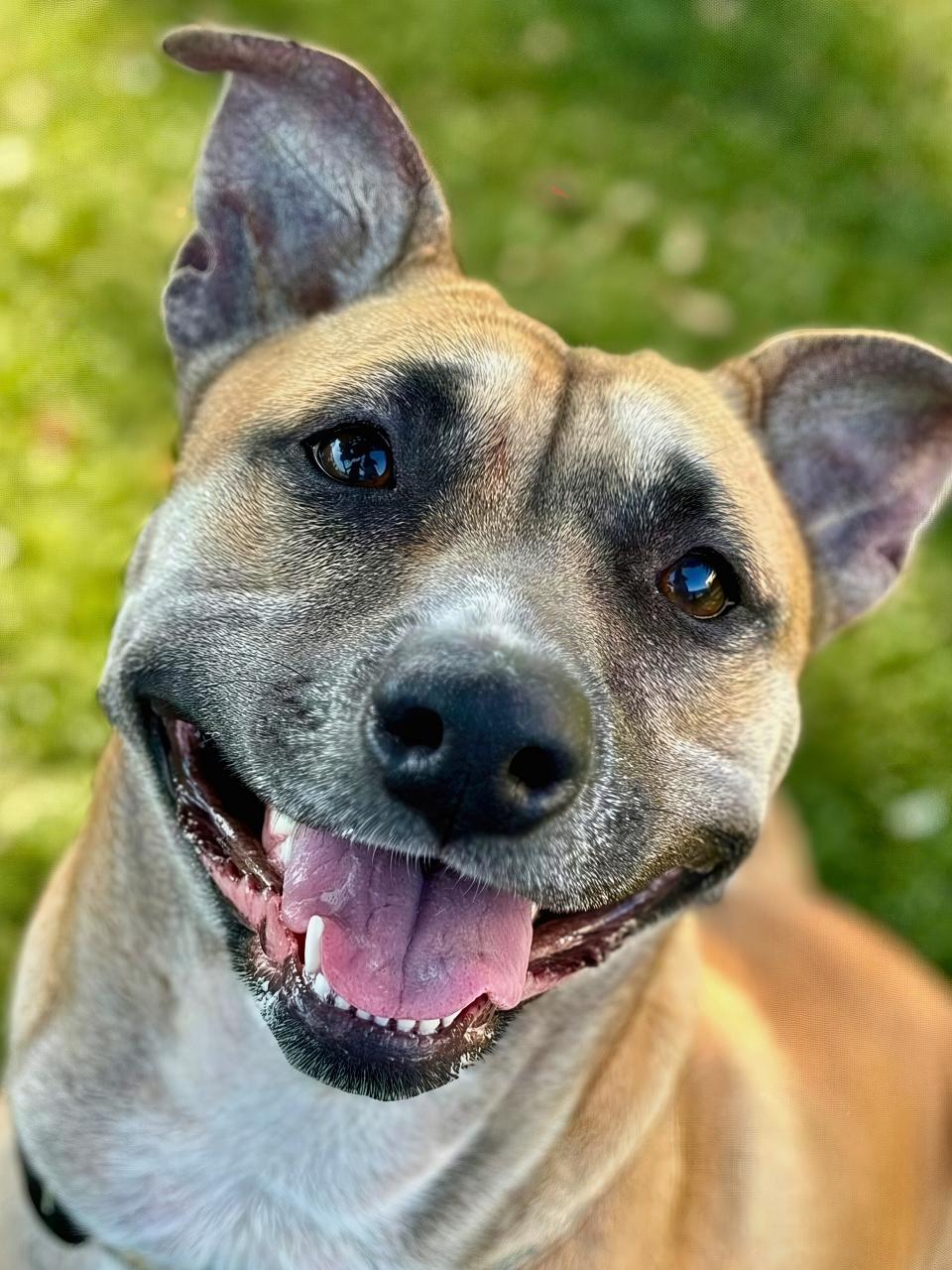 Smiling shepherd mix shows big teeth and bright eyes while standing on grass in sunlight, full of joy and charm.