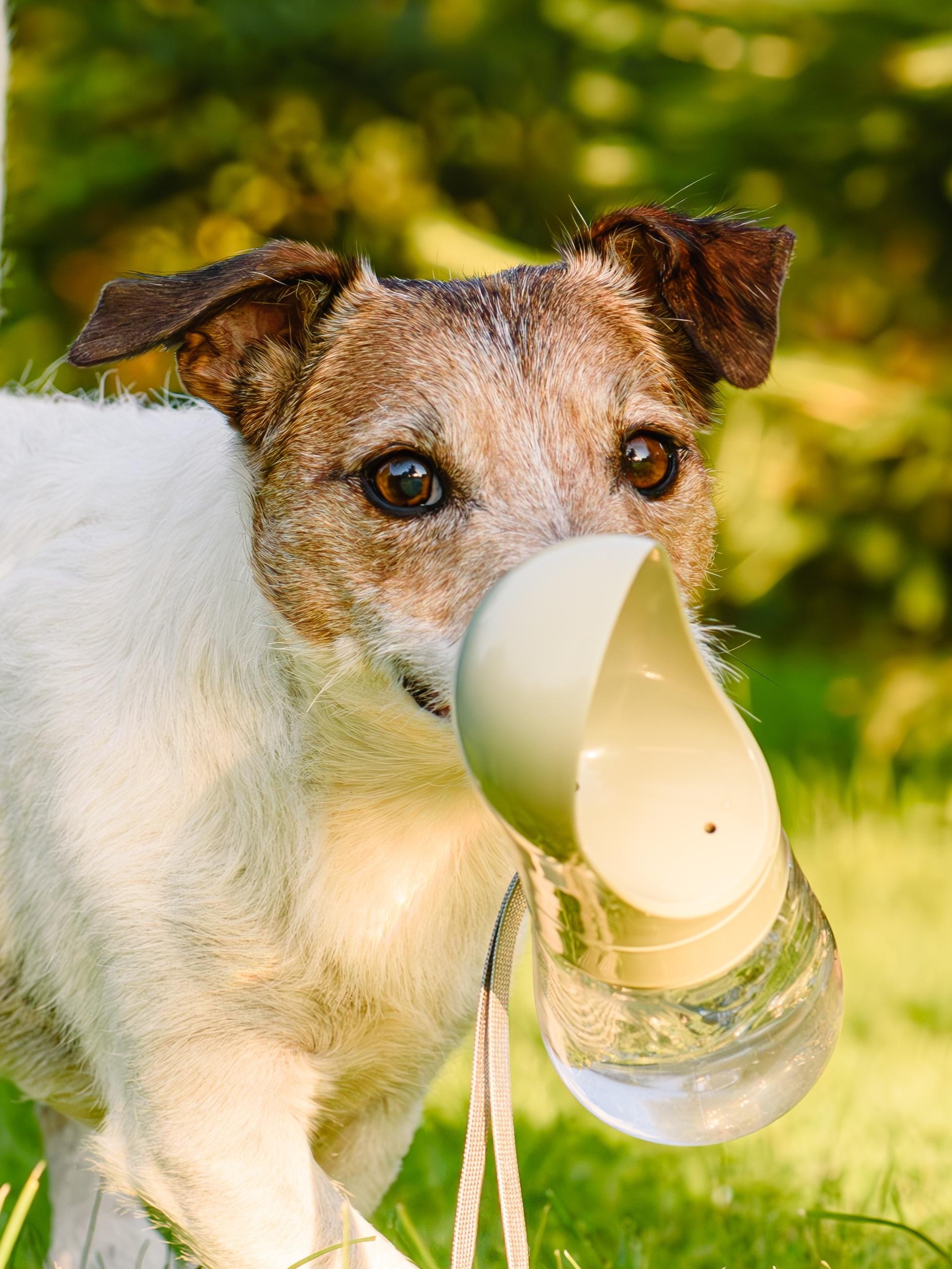 Thirsty dog holding trough water bottle in mouth on hot summer day