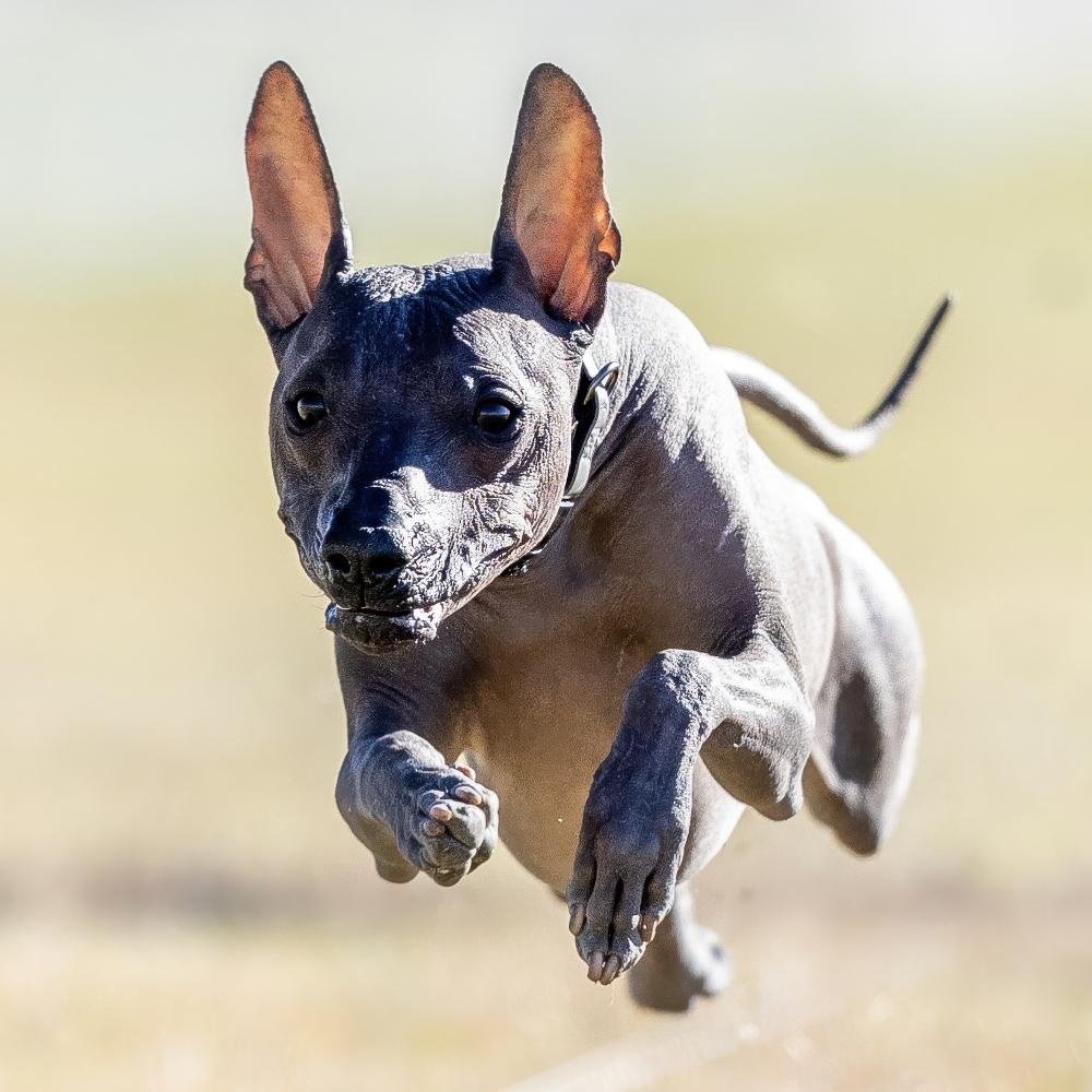 toy xoloitzcuintli dog