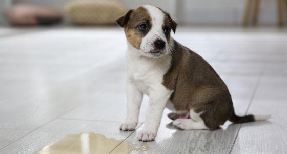 Puppy sat next to pee puddle