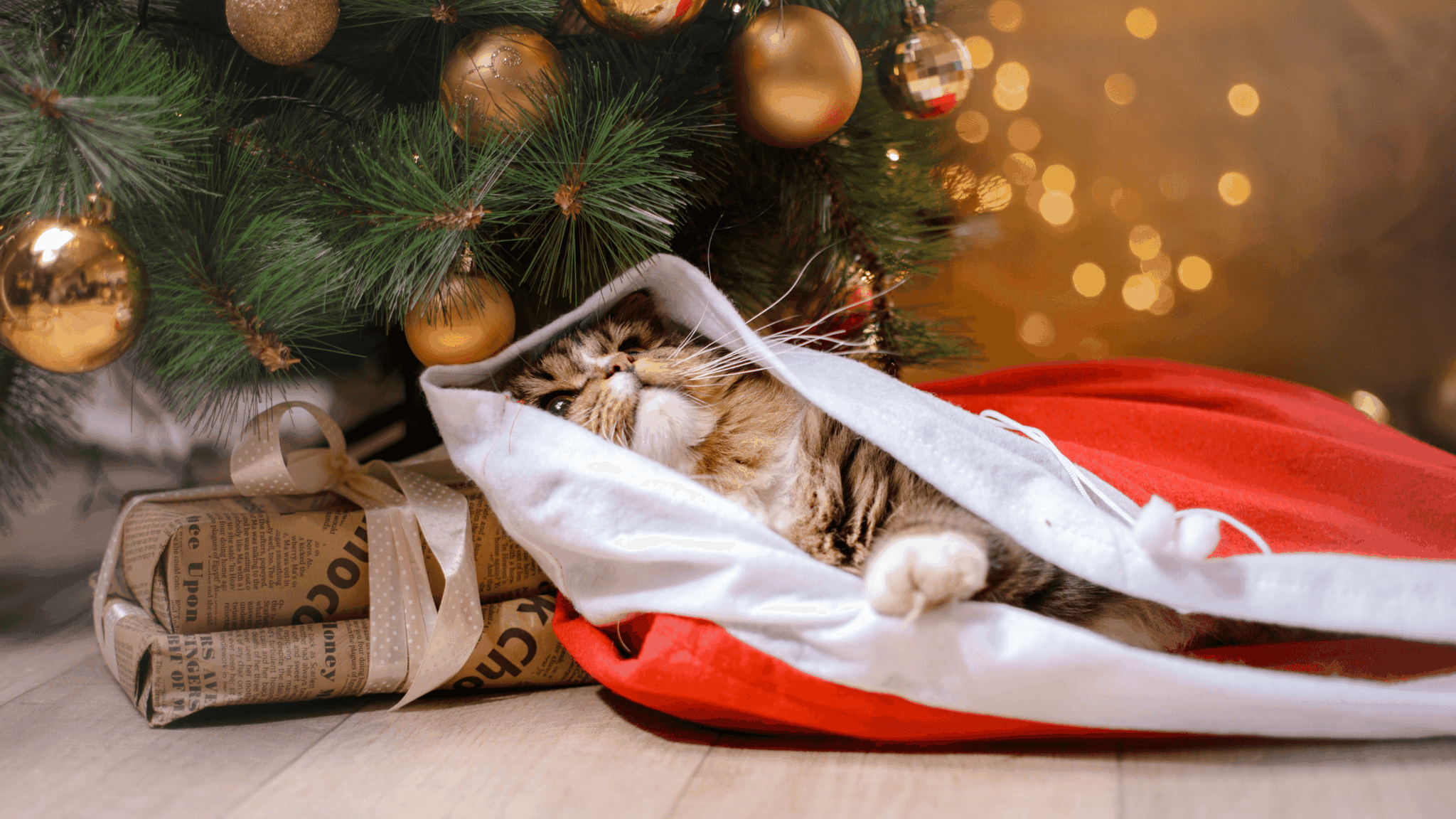 How To Cat-Proof Your Christmas Trees - Cover Photo