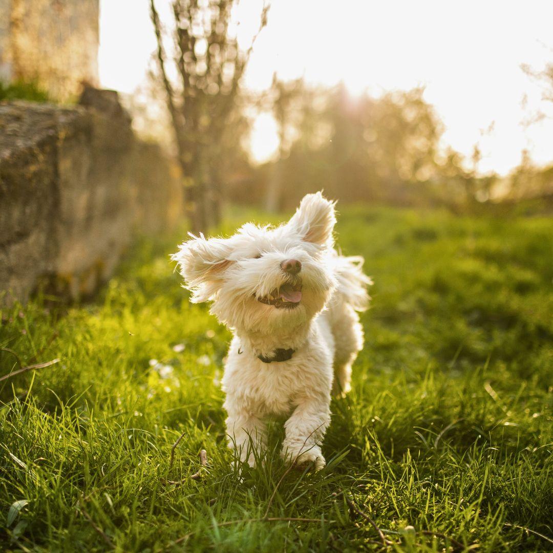 Happy puppy outdoors in sunshine