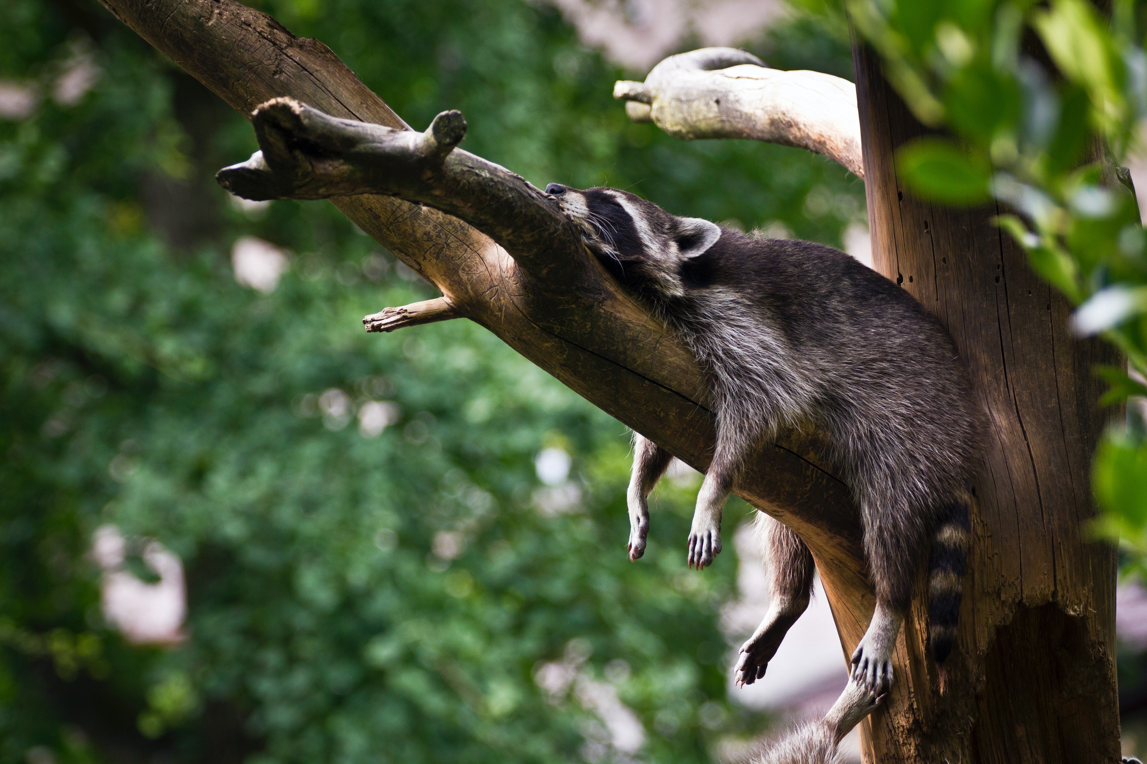 Racoon sleeping on a tree