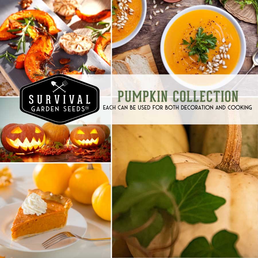 Pumpkin Collection - 4 varieties of heirloom pumpkin seeds for planting