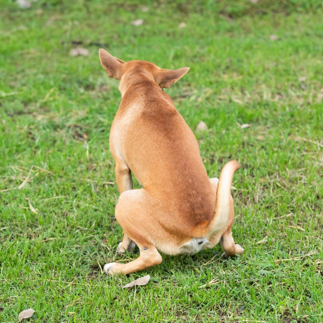 Dog squatting outdoors to pee