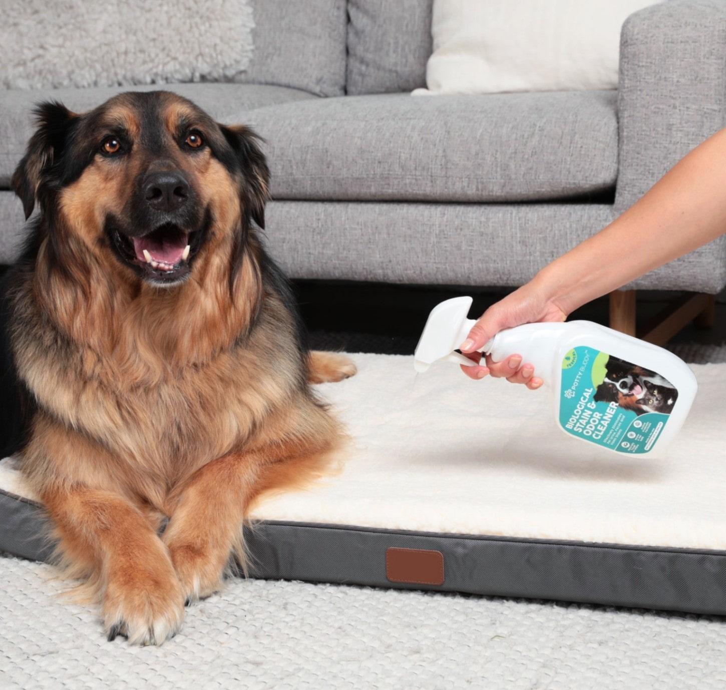 A girl and her dog relaxing on the couch