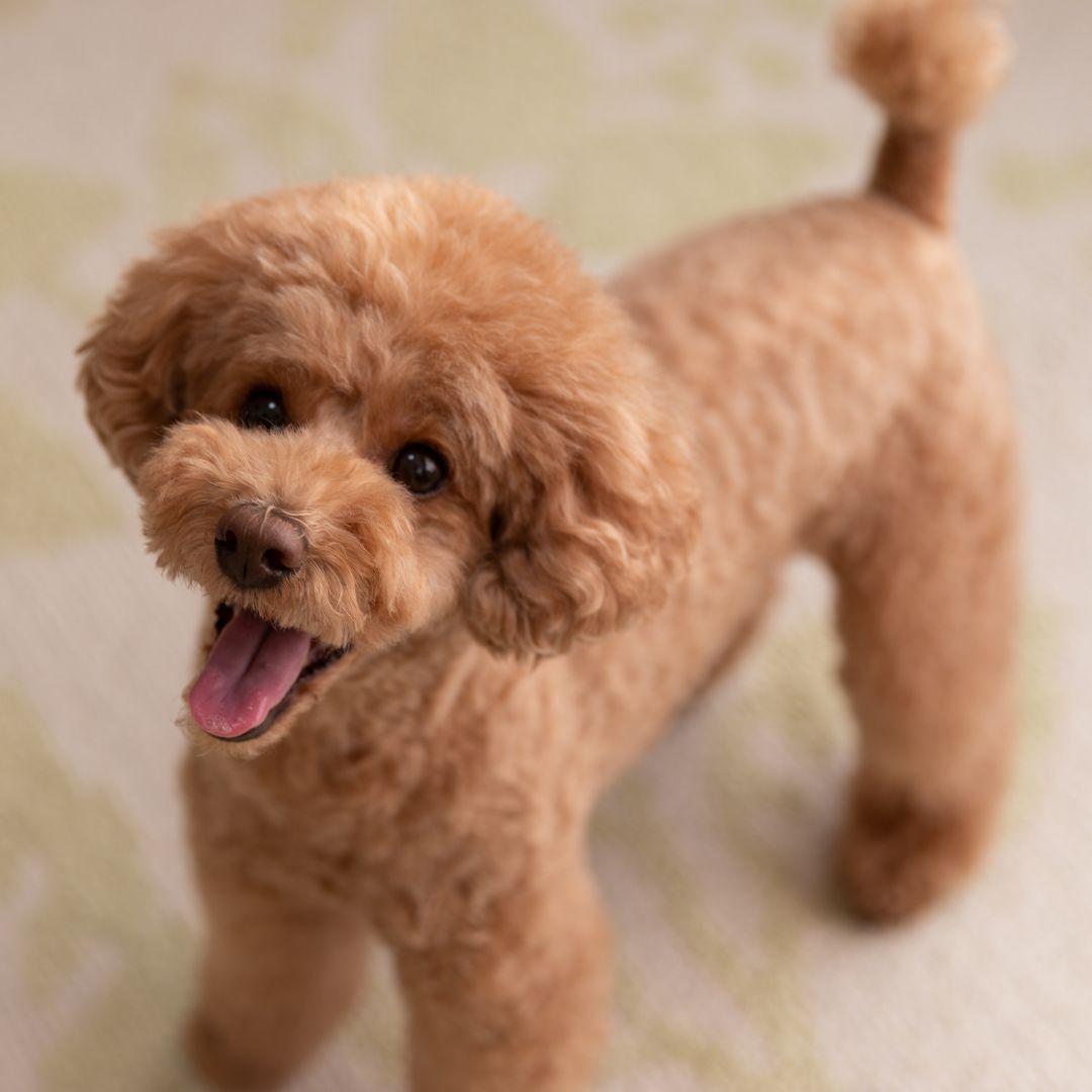 Poodle doll dog hotsell