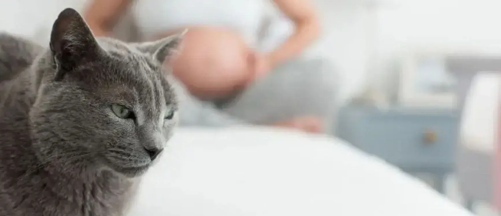 A gray cat sits calmly on a bed in the foreground, while a pregnant person sits in the background, creating a peaceful, intimate atmosphere.