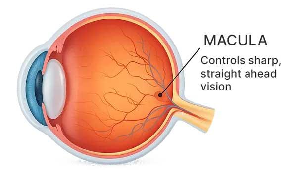 Diagram illustrating Macula in the eye