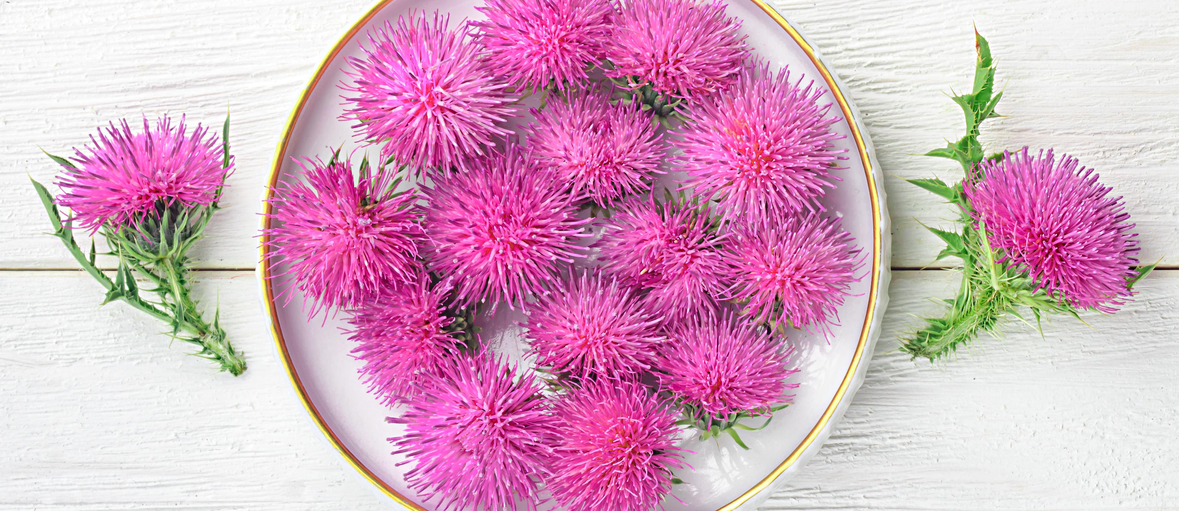 Milk Thistle flowers, with a pink, spiky appearance, in white shallow bowl with one milk thistle flower and green stem, on each side of the bowl