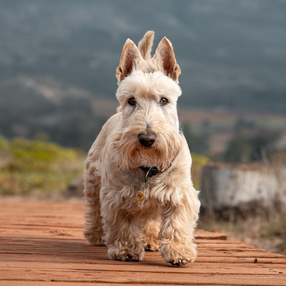 Scottish Terrier dog