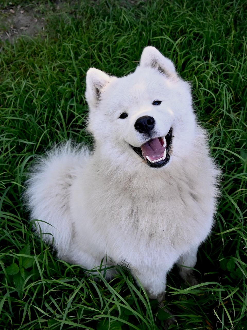 Adorable white smiling samoyed puppy