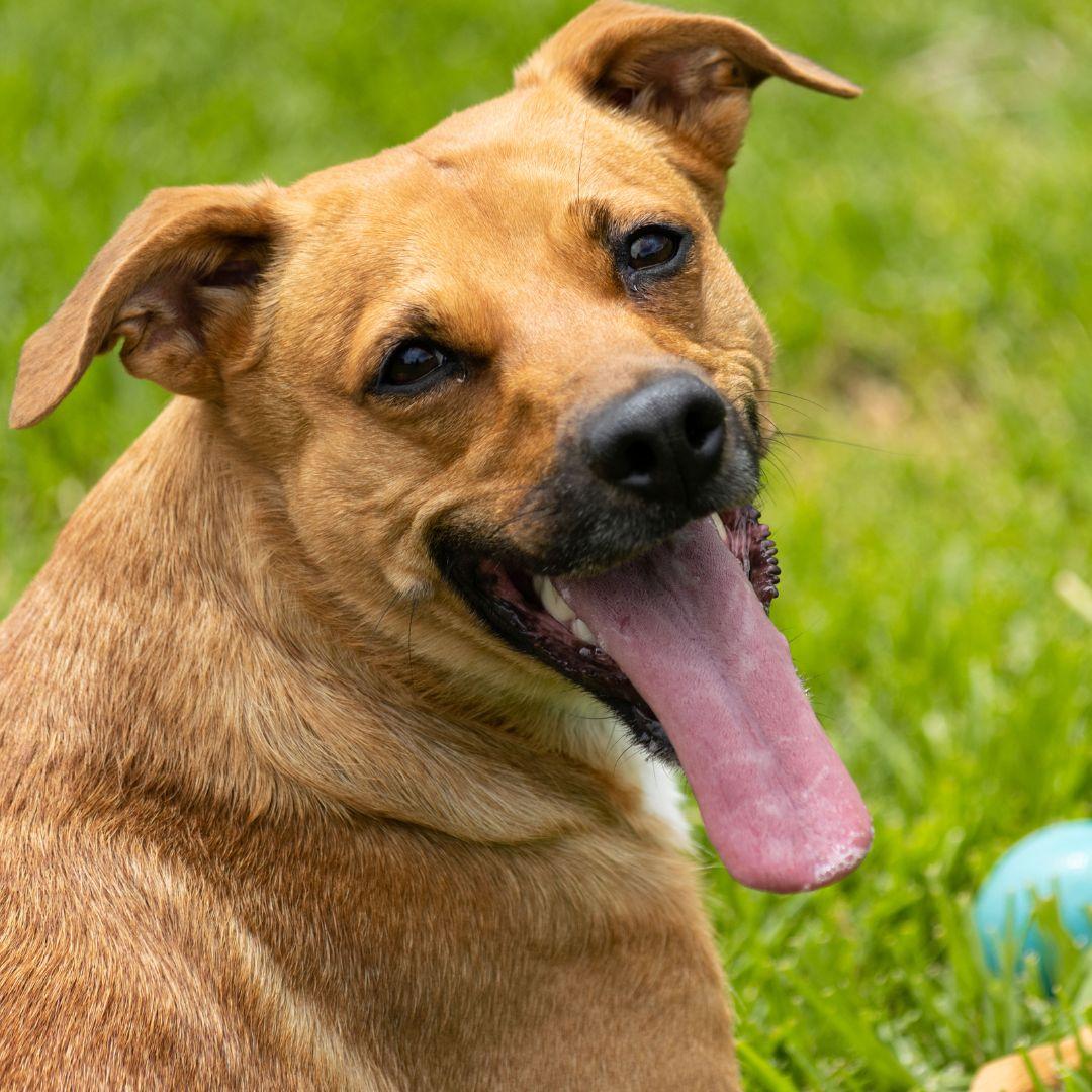 Dog panting on grass