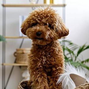 How Often Should Puppies Pee?