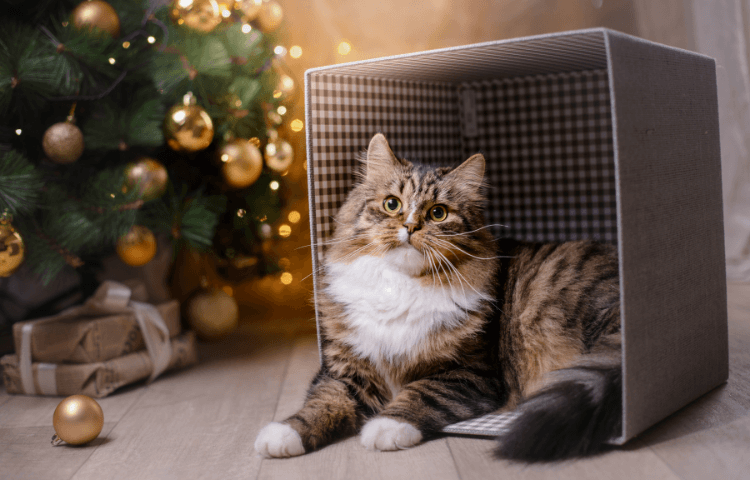 how to cat-proof your Christmas tree - Door Buddy Blog