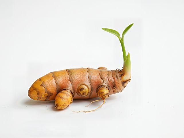 Turmeric Plant