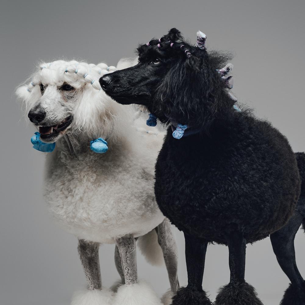 Studio shot of two fluffy black and white poodle dogs with groomed fur