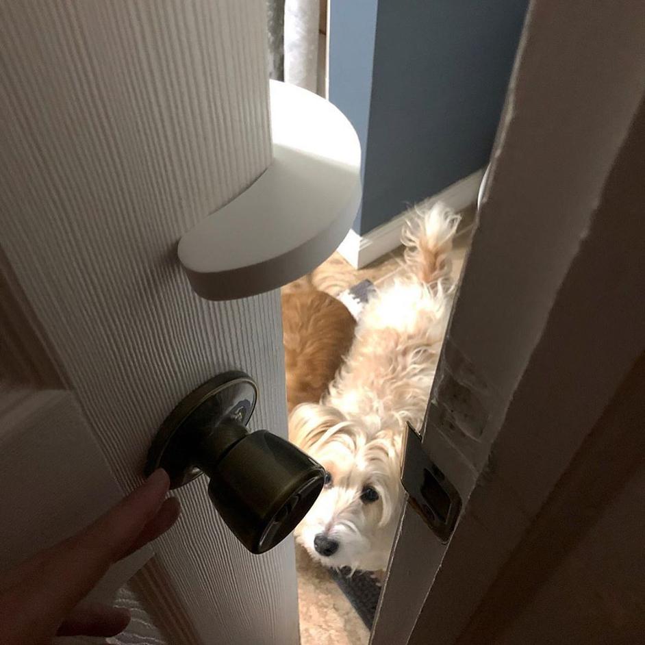 Door Buddy Reviews & Customer Stories