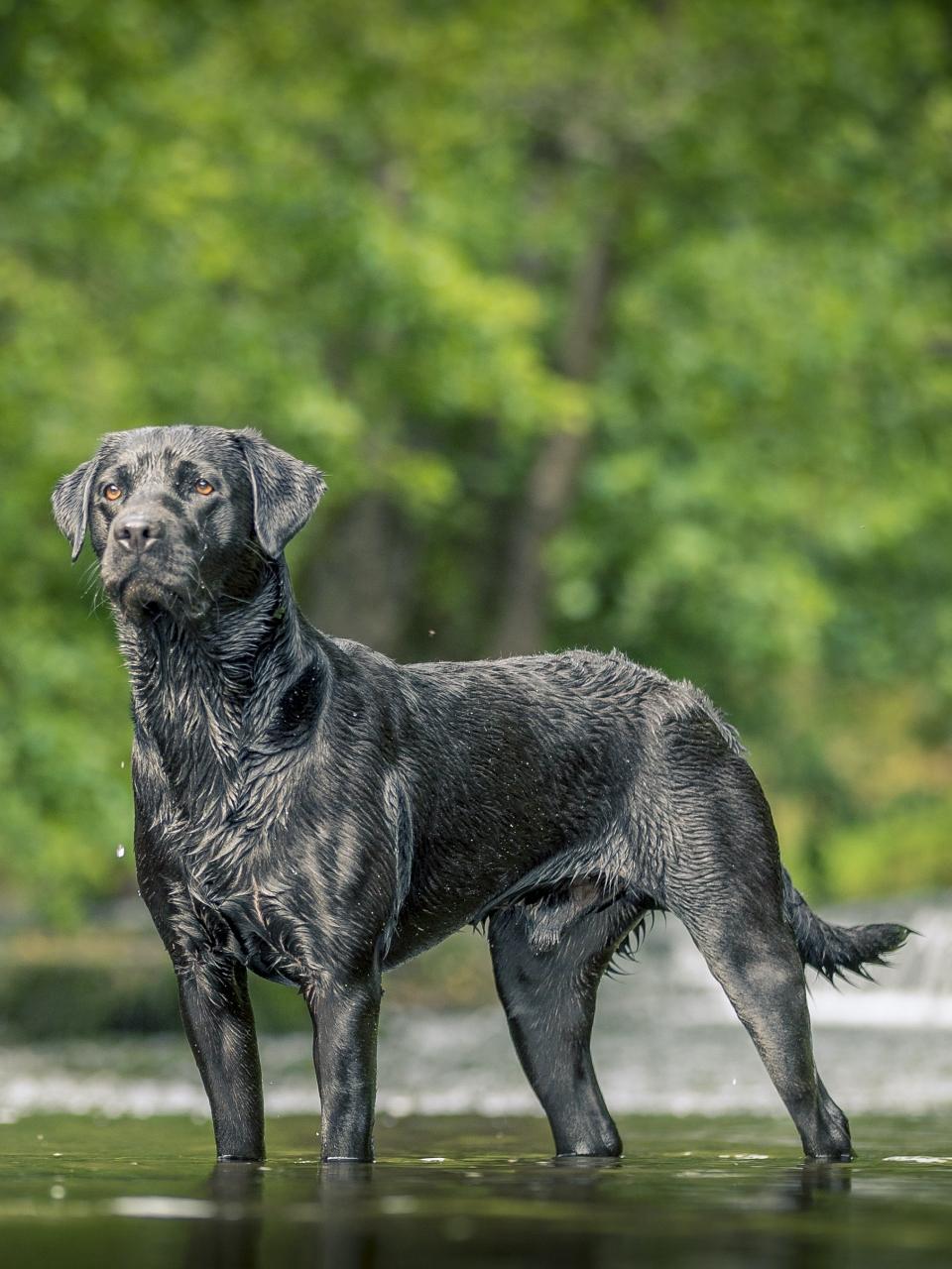 Black Labrador In River, Wales