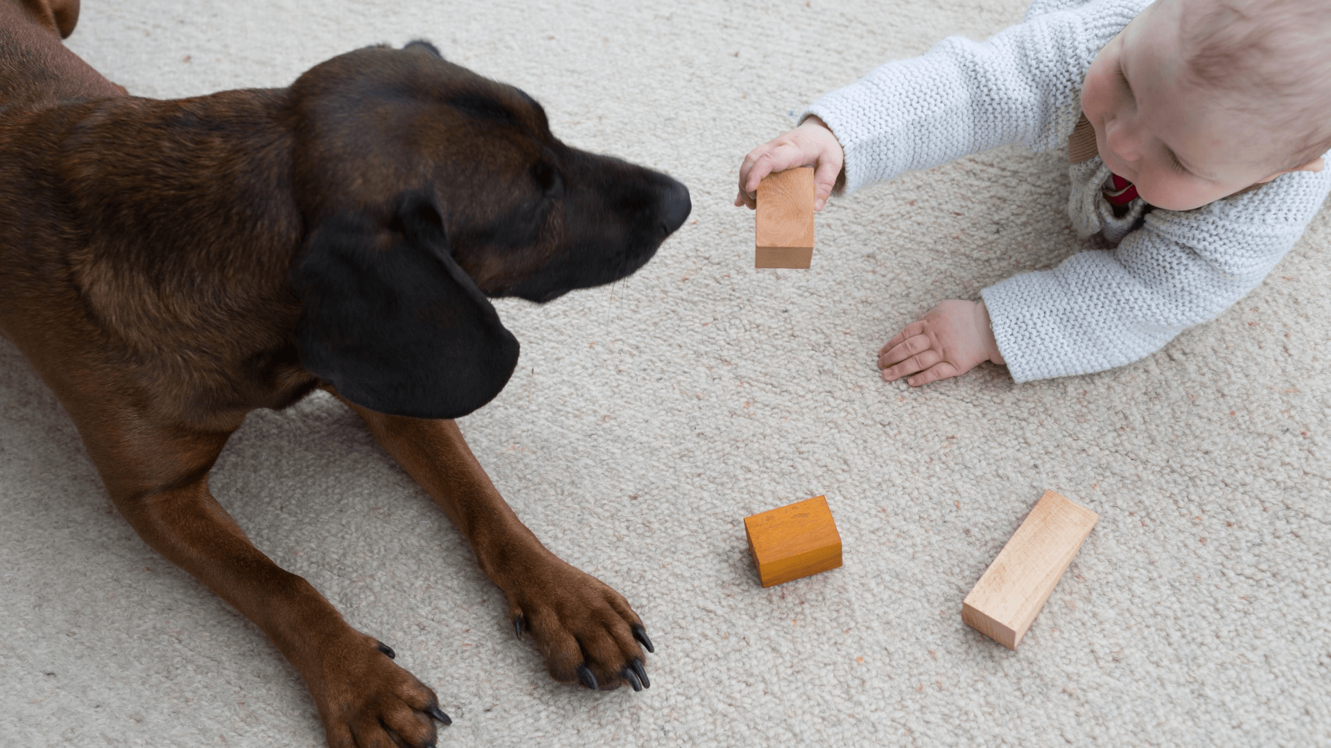 babies and pets- Blog banner