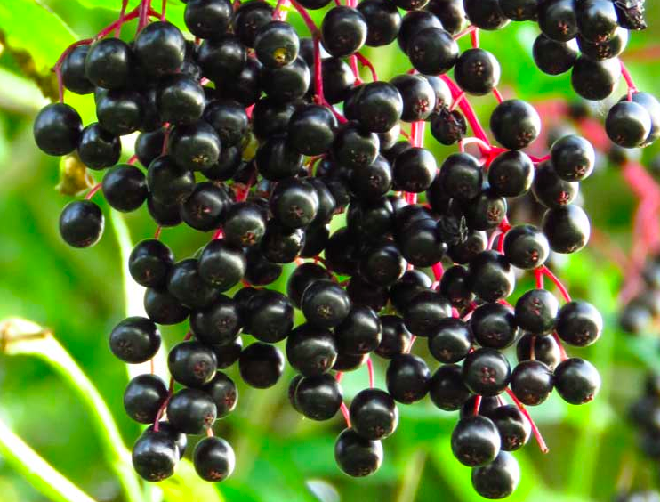 11 Reasons Everyone Is Talking About Elderberry