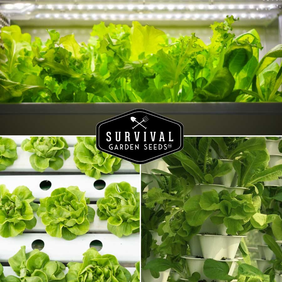 Hydroponic Vegetable Seed Collection