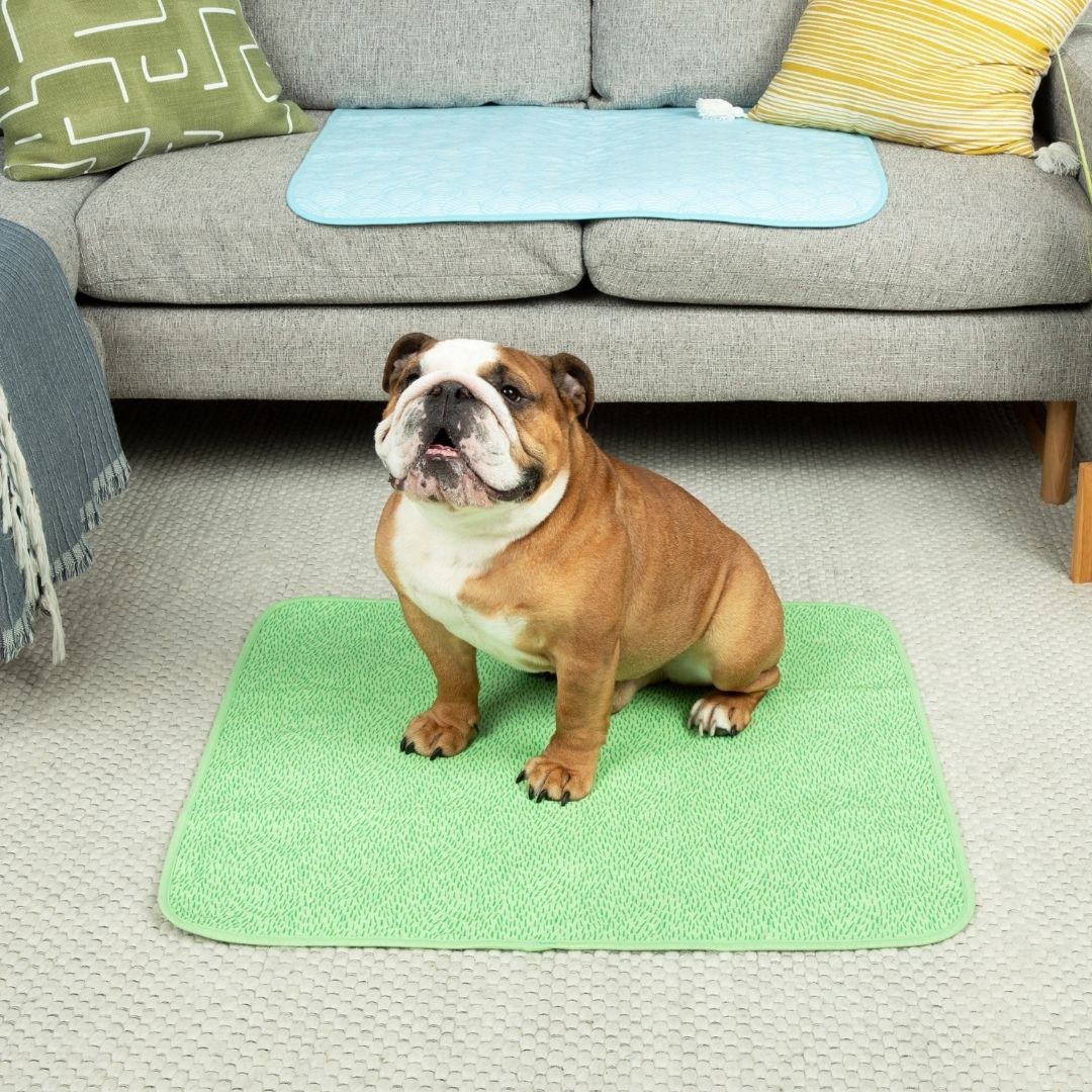 Bulldog sitting on reusable pad