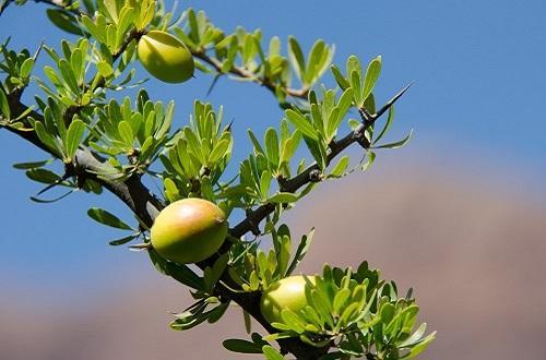 Why We Love Argan Oil