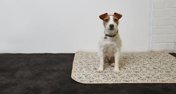 Dog sitting on pee pad