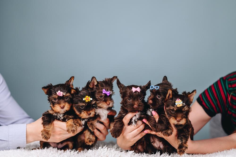 Yorkshire Terrier Dog