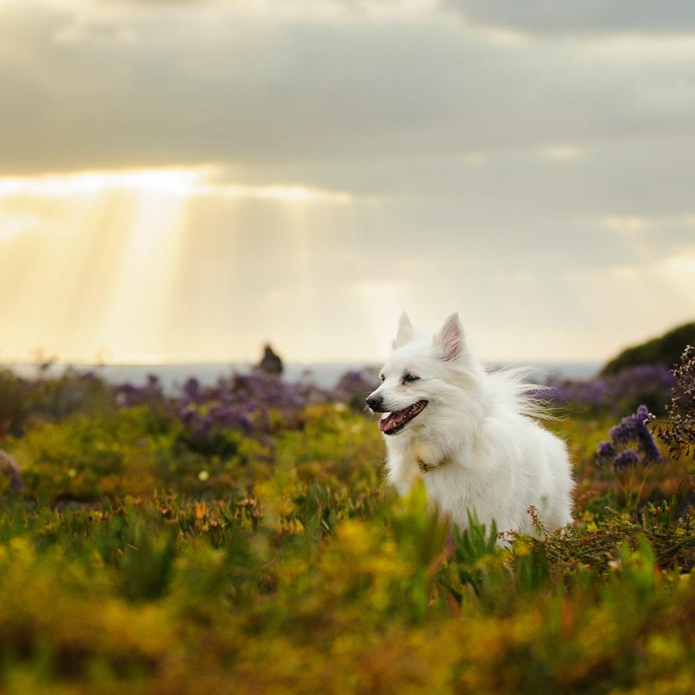 Beautiful bolognese puppy
