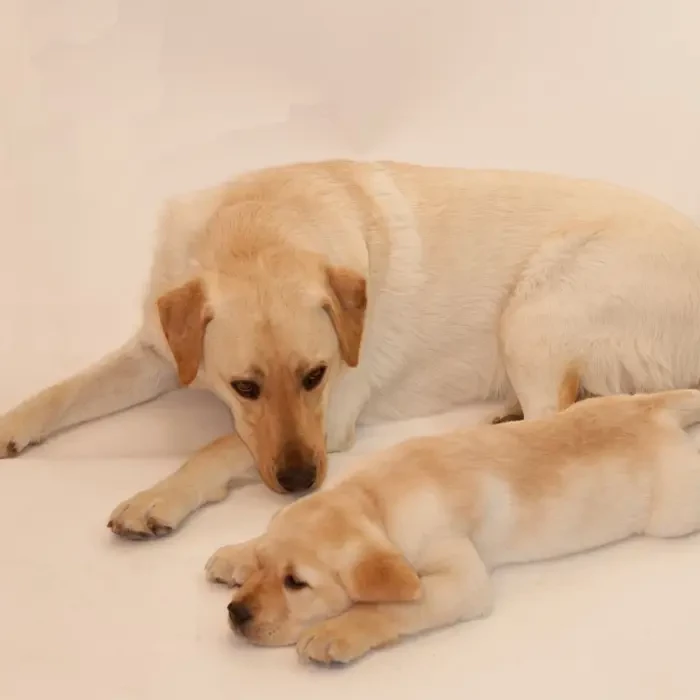 Mother dog and her puppy